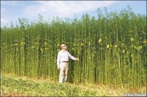 hemp-field